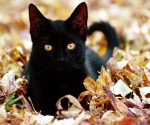 пазл Черная кошка